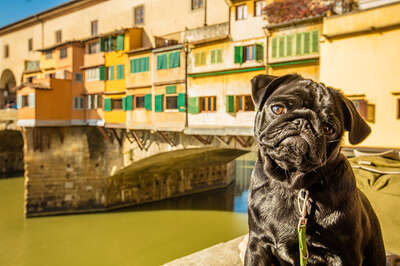 Firenze con il cane: ecco come muoversi e cosa fare con gli amici a quattro zampe