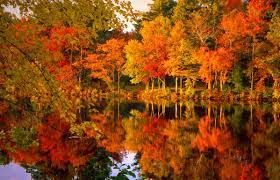 foliage toscana foliage boschi d'autunno boschi toscana autunno in toscana boschi in autunno bosco autunno immagini boschi in toscana paesaggi toscani autunnali