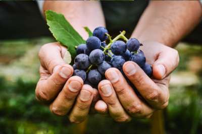 Vendemmia in Toscana: dove si può partecipare raccolta uva toscana  lavoro vendemmia toscana  xa vendemmia chianti  chianti vendemmia