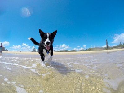 dove andare con il cane dove andare con il cane in vacanza vacanze con il cane in vacanza con il cane vacanze con animali vacanza con il cane vacanze animali vacanza con cane vacanze col cane vacanze con cani vacanza a 4 zampe vacanze al mare con il cane vacanze con i cani vacanza con cane viaggio con cane cani in vacanza vacanza mare con cane vacanze cane animali in vacanza week end con il cane in viaggio con il cane in vacanza col cane vacanze cani 