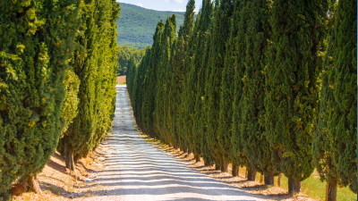 Perché in Toscana ci sono tanti cipressi?